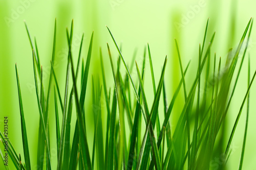 a close up of fresh green grass