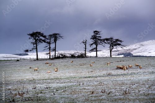 cheviot hills