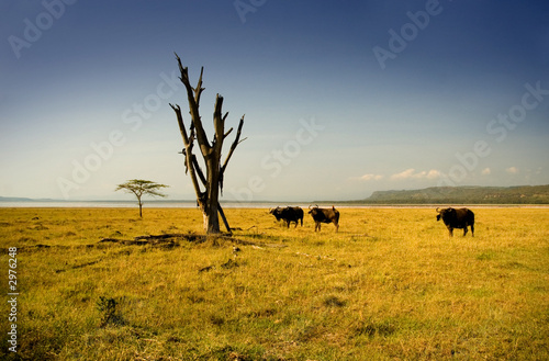 lake nakuru safari view