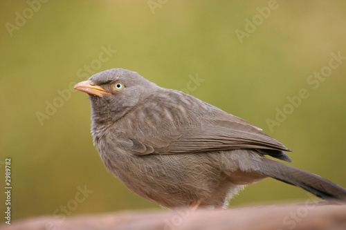 jungle babbler