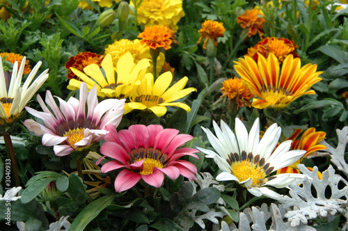 mixed color gazania