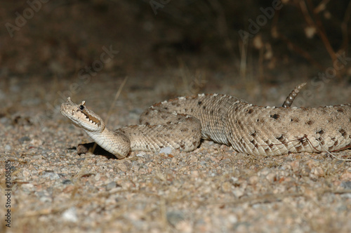 sidewinder rattlesnake