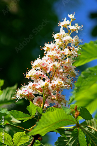 fleur de marronnier