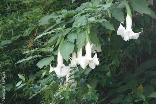 datura