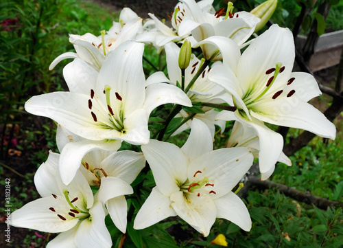 white lilly