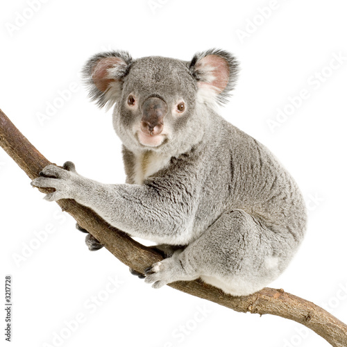 koala