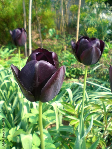 tulipe pourpre dans le bois des moutiers