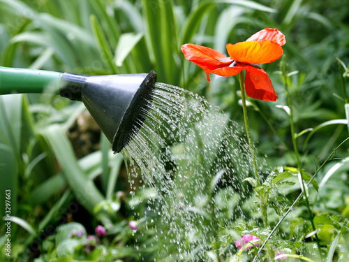 arrosage du jardin