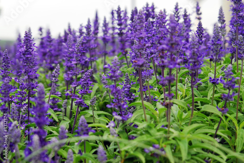 blue salvia