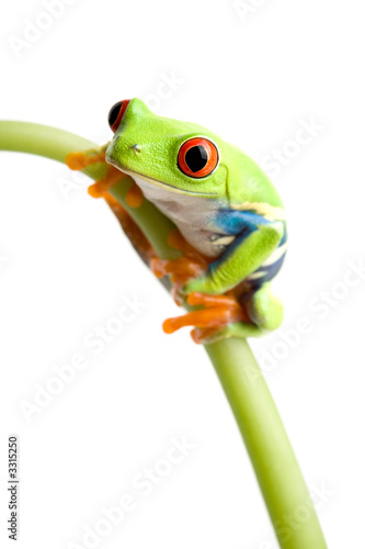 red-eyed tree frog