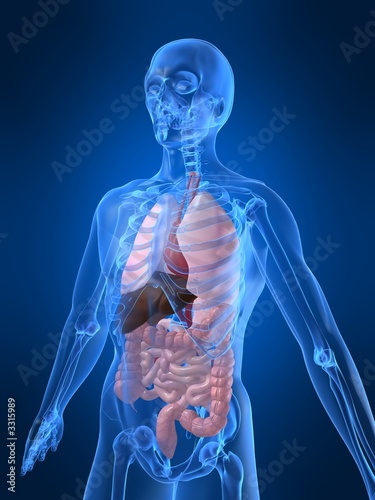 menschliche abbildung mit organen