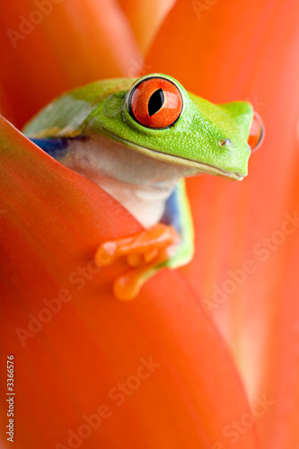 frog in a plant