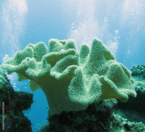 soft coral (sarcophyton glaucium)