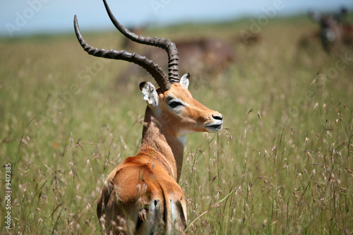male impala masai mara kenya