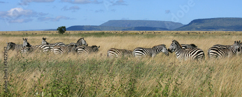 zebra herd serengeti tanzania