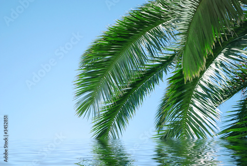 branch of palm tree in water