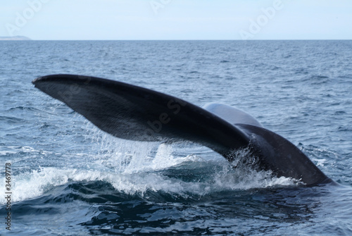 cola de ballena