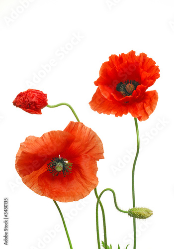 mohn