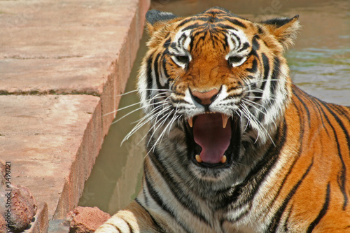 ferocious tiger