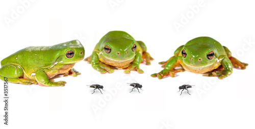 three frogs and flies