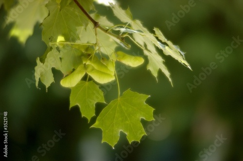 sycamore leaves