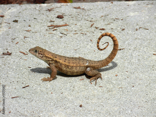 Northern Curly Tailed Lizard 1