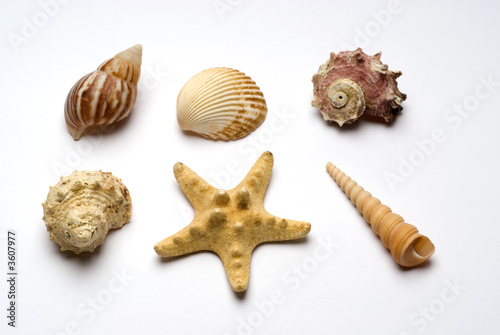 Starfish and sea design elements