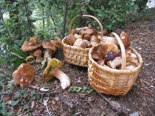 panier champignons