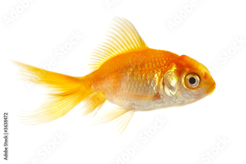 Gold small fish on a white background