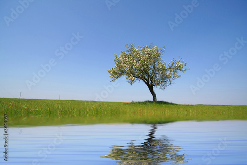lonely tree with reflexion in the water