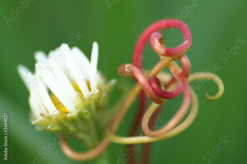 Flower and tendril growing together in nature