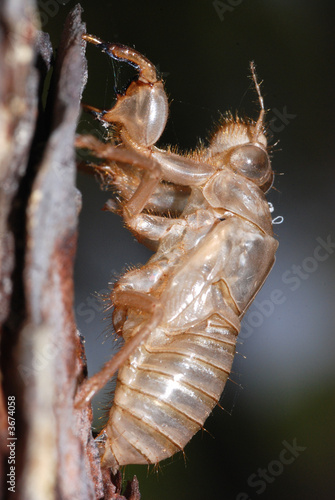 Involucro ninfale cicala