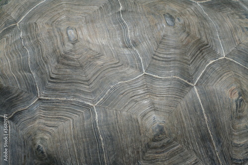 pattern on turtle scutum