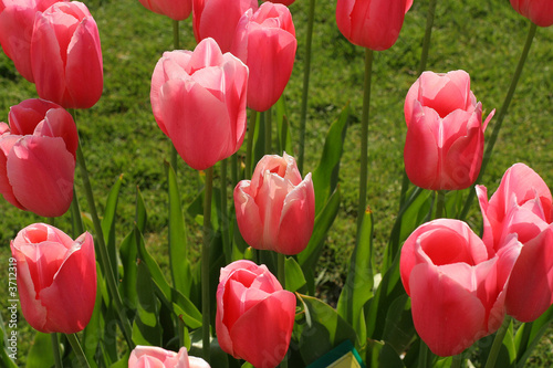 Tulipes rosées