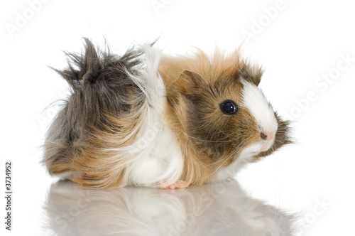 Peruvian guinea pig against a white background