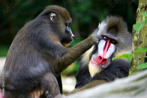 Mandrill Monkeys