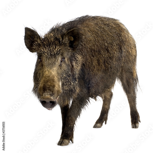 wild boar in front of a white background