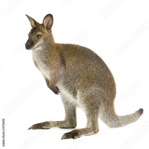 Wallaby in front of a white background