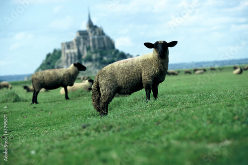 mont saint michel mouton