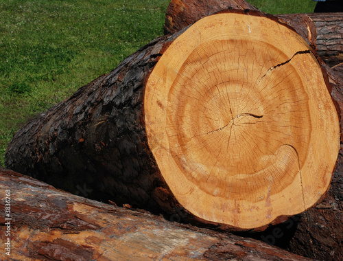 wooden circle with a split cut of the log