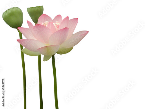 Lotus Flower