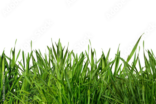 Gras