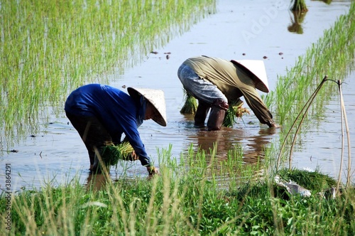 Travail dans une rizière (Vietnam)