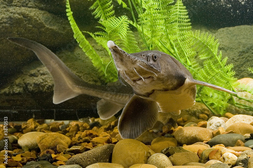 Sturgeon in the aquarium