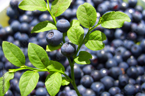 Heidelbeeren