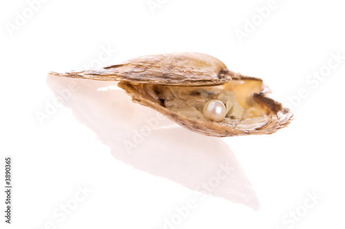 Pearl inside an oyster shell