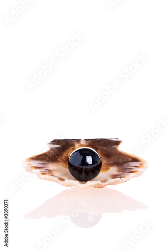 Black Pearl in a scallop shell