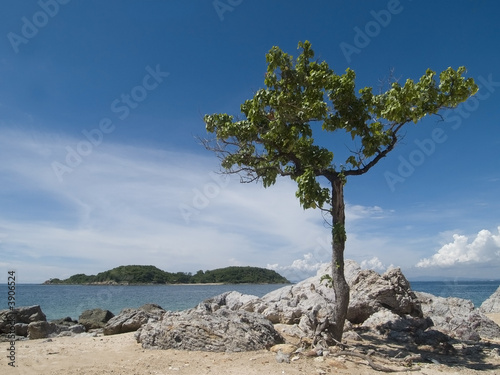 Lonely tree on a stony beach with island in the background