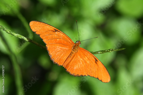 Orange Julia