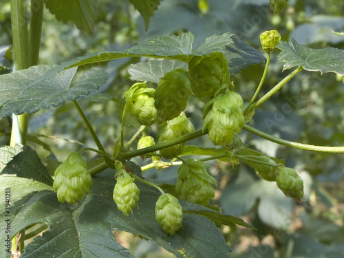 Hop - one's taste beer owes this plant 4